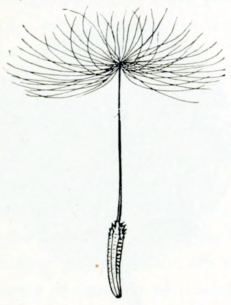A seed in the shape of an ellipse,
elongated and somewhat bent, with several fine ribs running in the length. It
stands with its longs axis vertically. At the top end it has some small spikes.
At the top is is connected to a thin stalk, about twice the length of the seed.
This stalk has at its top an array of hairs, almost as long as the stalk, growing
more or less horizontally, in all directions around a circle.