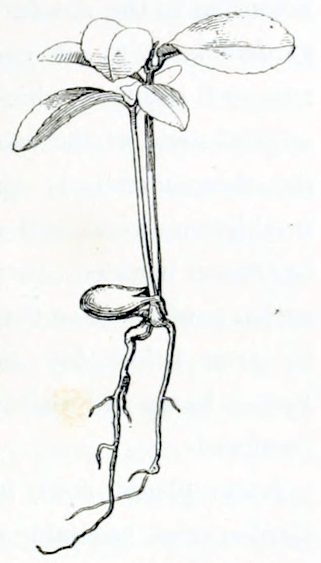 A germinating seed from which
two roots grow downward and two stems upward. The stems each have two or three
oval-shaped leaves near the top.