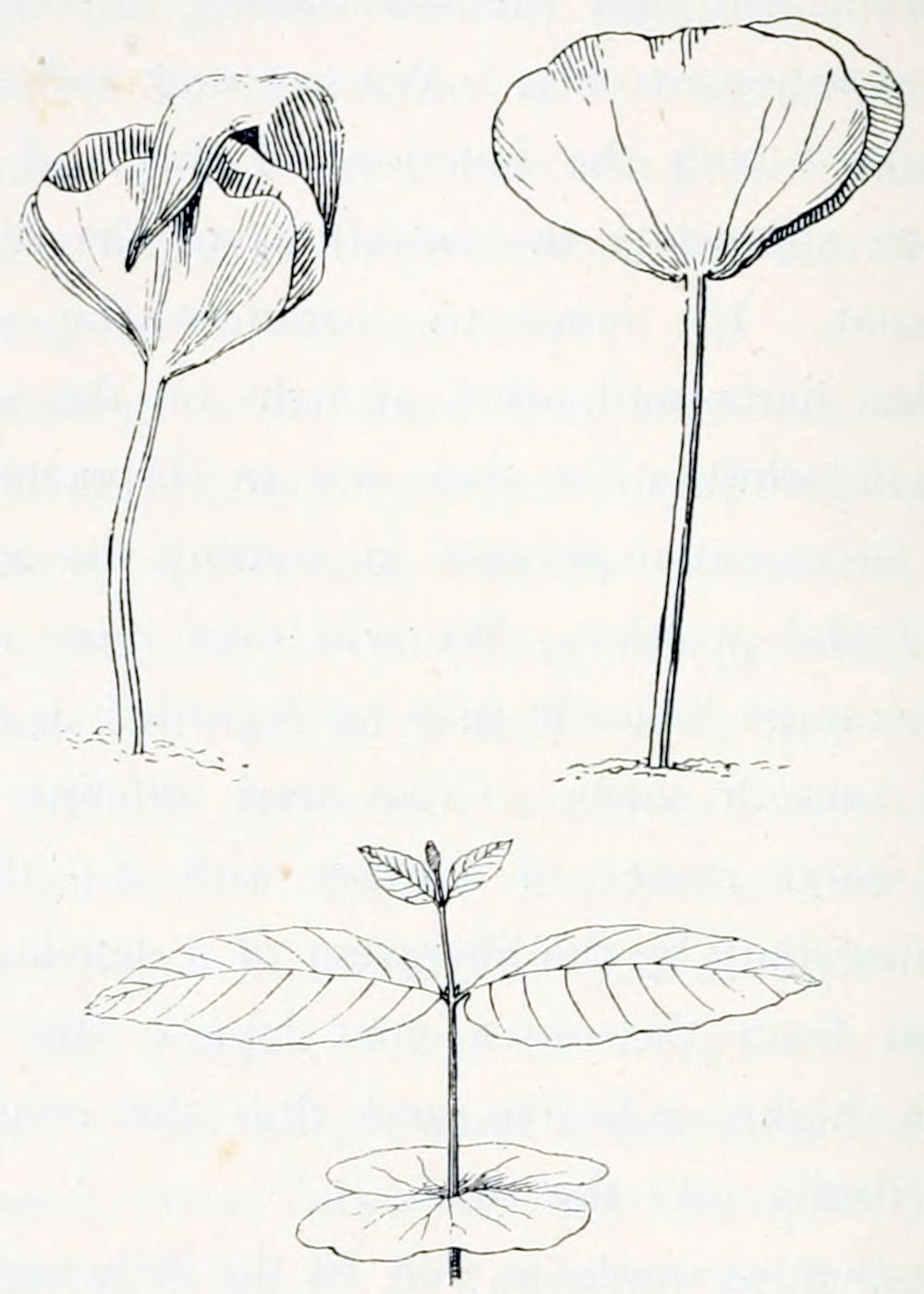 Three drawings of seedlings,
two at the top and one below. The upper left one shows a short stem growing
from the soil with two leaves of a roughly rounded, triangular shape. The leaves
are squeezed together and covered by a small cap. The upper right one shows
the same situation, now without the cap and the leaves are more expanded,
however still squeezed together. The one below shows a stem with three
pairs of leaves. The lowest pair is spread out horizontally and has a rounded
shape. The middle pair is spread out horizontally too, but their shape is more
oval with a sharp tip. They have pronounced veins in a feather-like structure.
The top pair are much smaller and are of the same shape as the middle one,
but they are growing more upward. The stem ends in a bud.