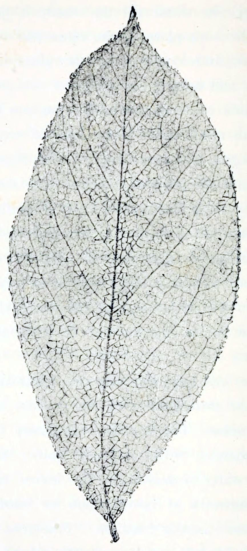 A picture showing in great
detail the netted structure of the veins of a leaf. The leaf's shape is an
elongated ellipse with pointed ends. Its edges are a bit serrated. The main
vein grows from the bottom end of the leaf to the top. Secondary veins grow
at regular distances outward to the edges. This is filled up with a mesh
of smaller veins.