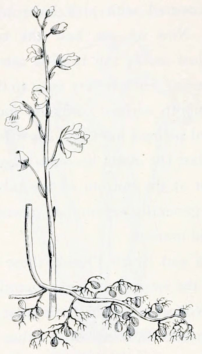 The drawing shows two parts
of a plant, not connected. In the background is an upright stem carrying 9
buds and flowers; to the top there are buds, more downward are the op en flowers.
The flowers grow on small stalks, that emerge from a tiny leaflet. Flowers are
asymmetrical: from sideways the petals at the bottom are largest and covered by
the petal on top. The second part of the plant, in the foreground, is a stem that
starts vertically but then bends horizontal. From this point on it has many
side-branches. Every side-branch is branched as well and from these hang small
bulbs.