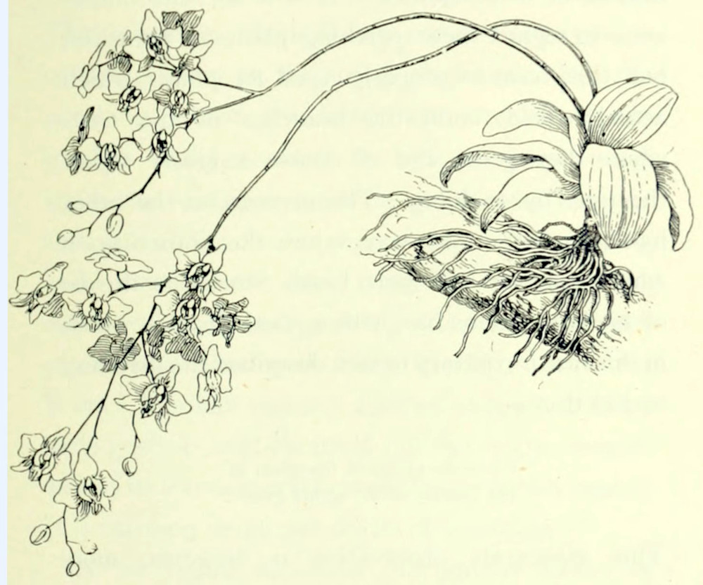 A rosette of leaves, irregularly
shaped, somewhat oval, that clings to a stick by a bunch of roots. From the
rosette grow 2 stalks that carry a multitude of flowers and buds. The flowers
have an intricate shape: there are five petals arranged starlike. In the centre
of that star there are two crescents in between which are pistils and anthers.