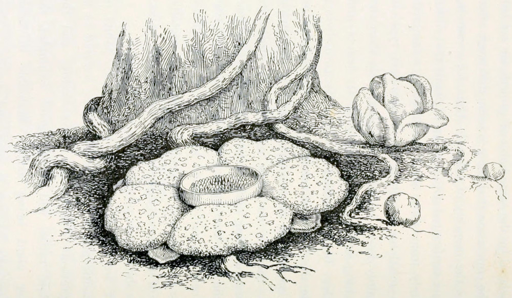 The base of a tree, around
which some climbing plants grow. Parts of these plants are on the soil as well.
From these parts buds and flowers grow. One flower is open. It's size is
about the same as the circumference of the tree trunk. The 5 petals are round
and of equal size. They lie flat on the soil. They are attached to a ring
in the centre. Within the ring are a multitude of small buds. The petals
are covered by small cross-like lightly coloured spots.