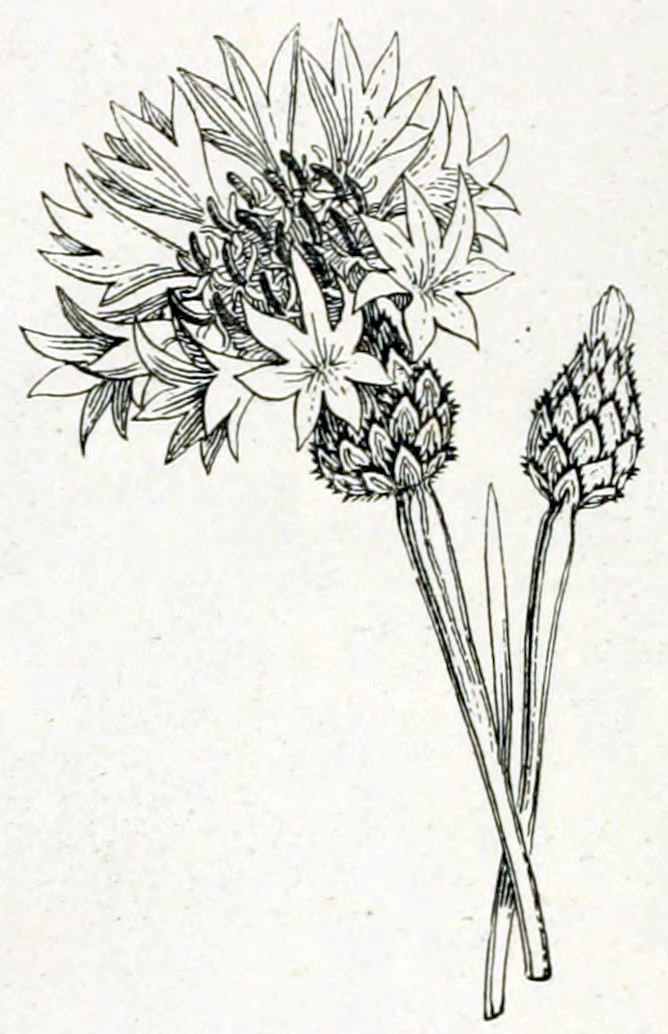 A bud and a flower. The
bud is oval and covered in scales. From the top a group of small petals
emerges. The flower shows this group of petals further developed. They
form a bunch of little flowers of their own. Each of these has six petals
that are arranged in a star shape. These flowers are arranged in a circle.
In the centre of this circle is a group of small pistils and anthers.
