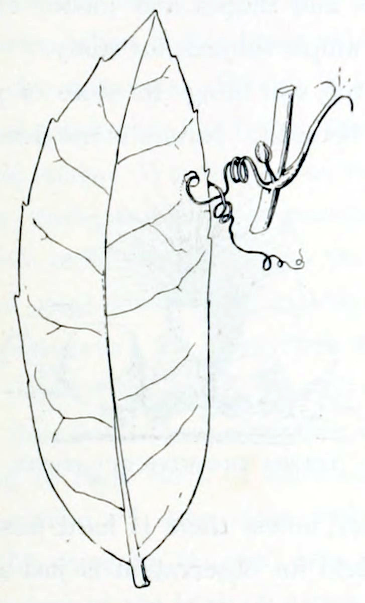 A small piece of a branch
from which grows a stalk sideways ending in the remains of a flower. In the
axil of this stalk sits a small bud. From the same point on the branch emerges
a thin thread, heavily coiled. This thread has grown through a hole in a leaf,
also shown in the drawing. The leaf is elongated, somewhat oval, with lightly
serrated edges.