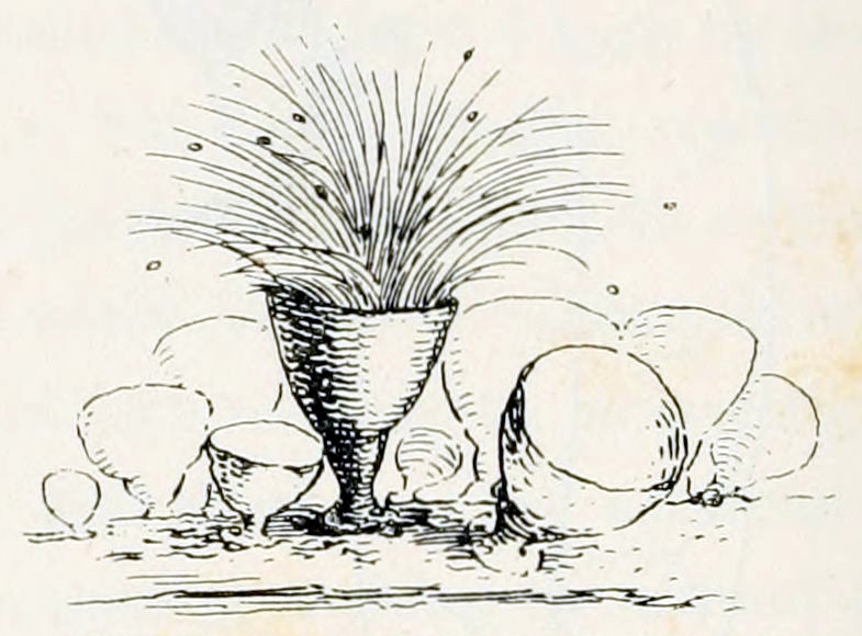 On a stick sits a group of
about 10 shapes in the form of calyxes. From the central shape emerges
a bundle of bent hairs and several small dots.