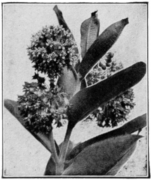 Photograph of flowering plant