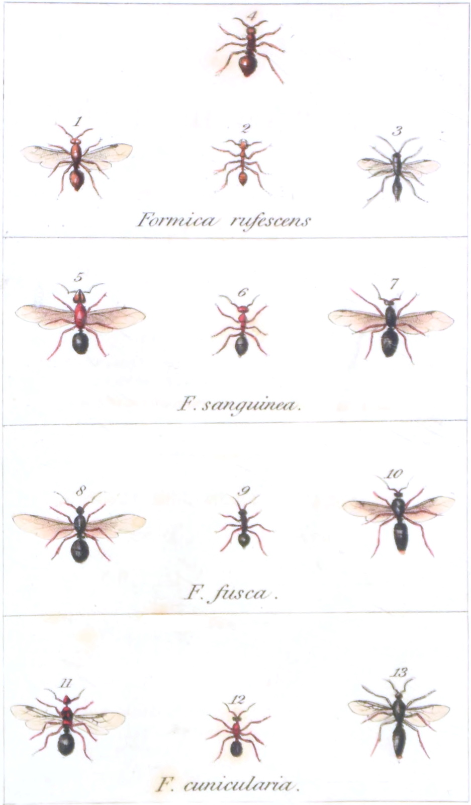 (Four species of Ants)