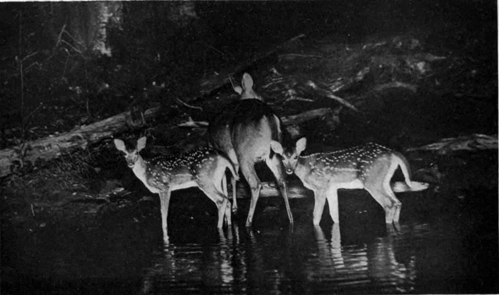 Night photo of a doe and two fawns standing in the water.