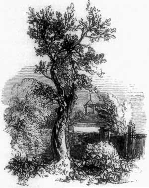MILTON'S PEAR TREE.