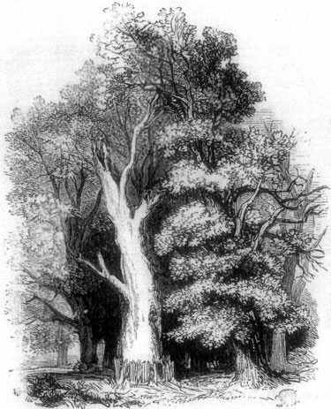 HERNE'S OAK.