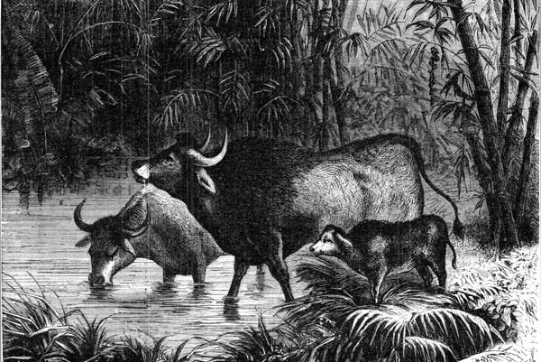 THE GAUR, OR INDIAN BISON.