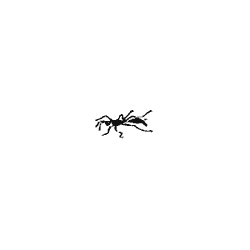 ant