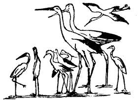 storks