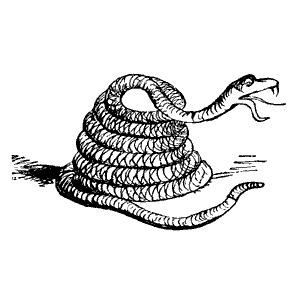 rattlesnake