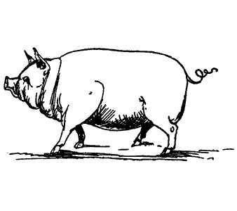 pig