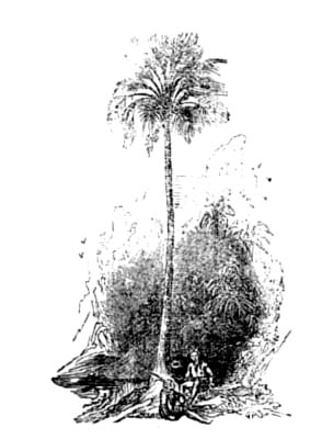 Fan Palm