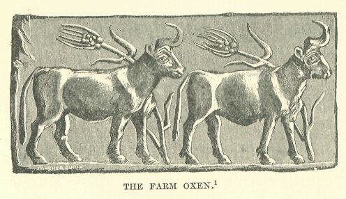 327.jpg the Farm Oxen 