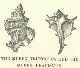 297.jpg the Murex Trunculus 