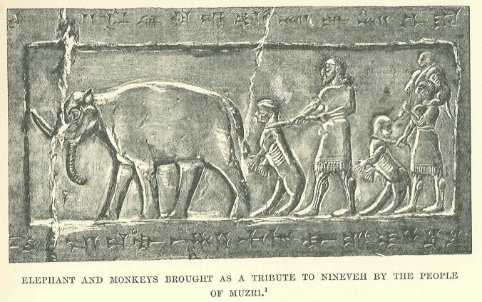 137.jpg Elephant and Monkeys Brought As a Tribute To Nineveh by the People of Muzbi 