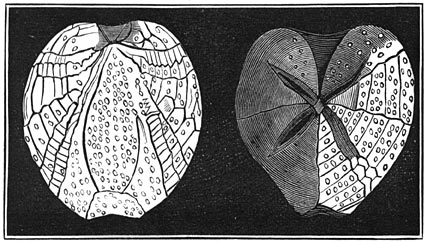 Fig. 76. Versteende stekelhuidigen.