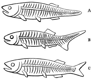 Fig. 128. Vervorming van den staart der visschen.