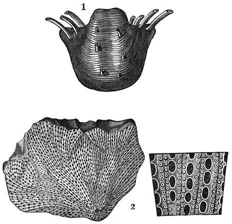 Fig. 183. Weekdieren uit de permische periode. 1. Productus horridus.—2. Fenestella retiformis, met een vergroot stuk.