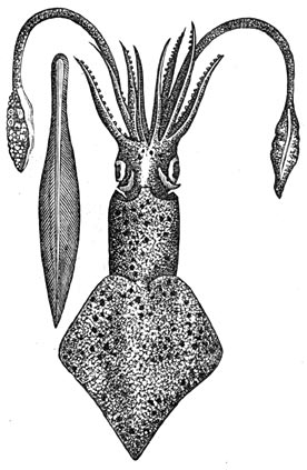 Fig. 239. Loligo vulgaris (van onzen tijd).