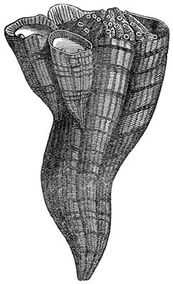 Fig. 259. Eene groep van hippuriten van verschillenden ouderdom.