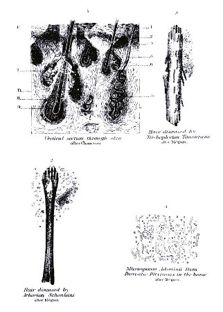 PLATE XXXVIII.