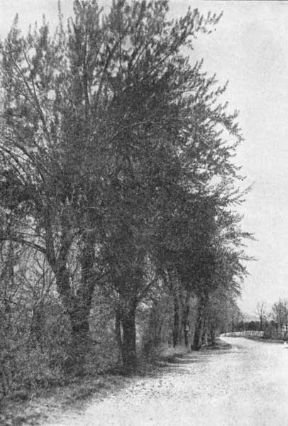 White poplars in spring-time