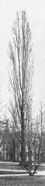 Lombardy poplar