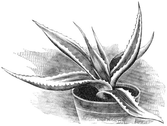 Fig. 208. Agave americana aureo-marginata.