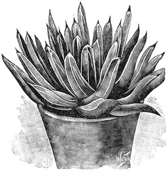 Fig. 209. Agave Victoria-Reginæ.