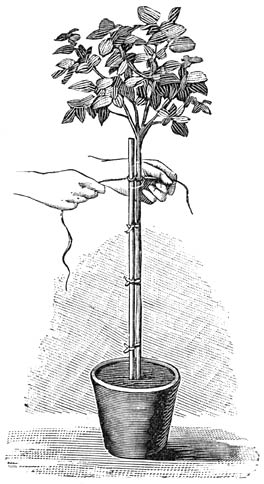 Fig. 51. Het opbinden van een kroonboompje.