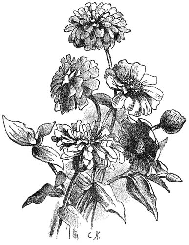 Fig. 183. Enkele en gevulde Zinnia’s.