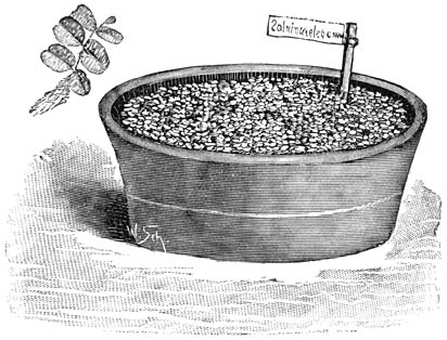 Fig. 264. Salvinia elegans.