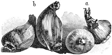 Fig. 289. Jonquillen-bollen.