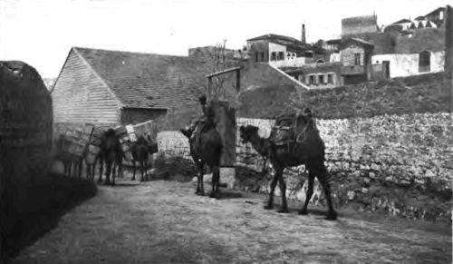 A CAMEL TRAIN LED THE WAY THROUGH THE GATES