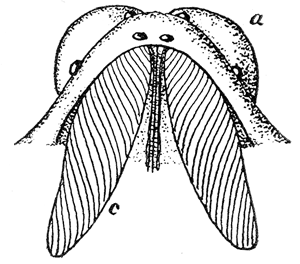 1. Head of a spider showing
poison gland (c) and its relation
to the chelicera (a).