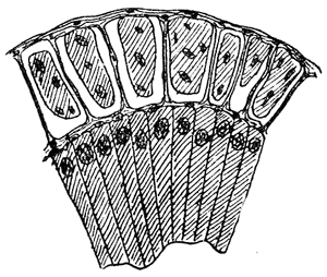 2. Section through a venom
gland of Latrodectus
13-guttatus showing
the peritoneal, muscular
and epithelial layers.
After Bordas.