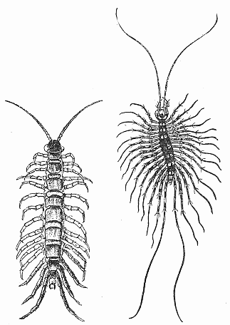 14. Two common centipedes.

(a) Lithobius forficatus.
After Comstock.

(b) Scutigera forceps. Natural
size; after Howard.