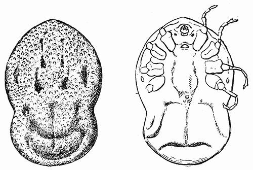 48. Otiobius (Ornithodoros) megnini, male. (a) dorsal, (b) ventral
aspect. After Nuttall and Warburton.