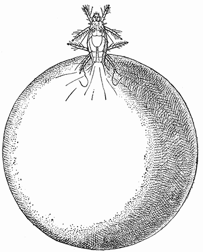 53. Pediculoides ventricosus, gravid female. (80).
After Webster.