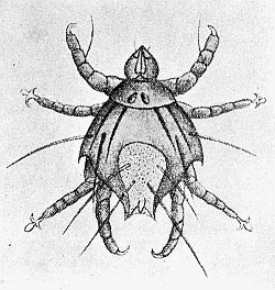 54. Pediculoides ventricosus, male. After Braun.