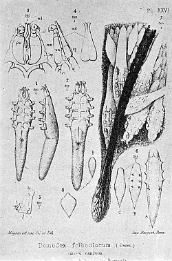 63. Demodex folliculorum. Section through skin showing the
mites in situ. Magnification of Nos. 1, 2, 6 and 7, 150;
Nos, 3, 4, 5, 450. After Megnin.