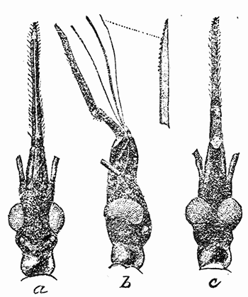 72. Beak of Conorhinus sanguisugus.
After Marlatt.