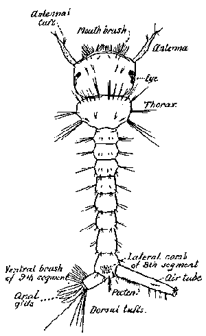 73. Culex larva showing details of external
structure.