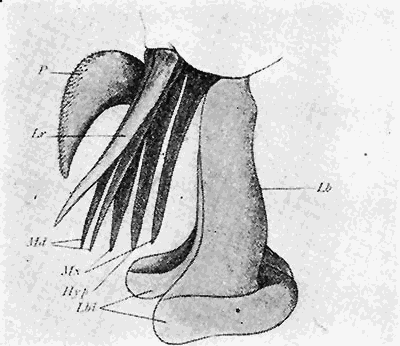 80. (c) Mouth parts of Tabanus. After Grnberg.