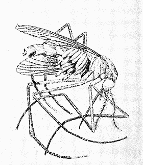 84. Mosquito carrying eggs of Dermatobia
cyaniventris. After Surcouf.